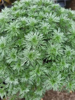 Raute, Glänzende Edel- (Pflanze)